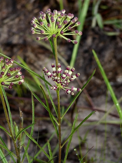 {Asclepias longifolia}